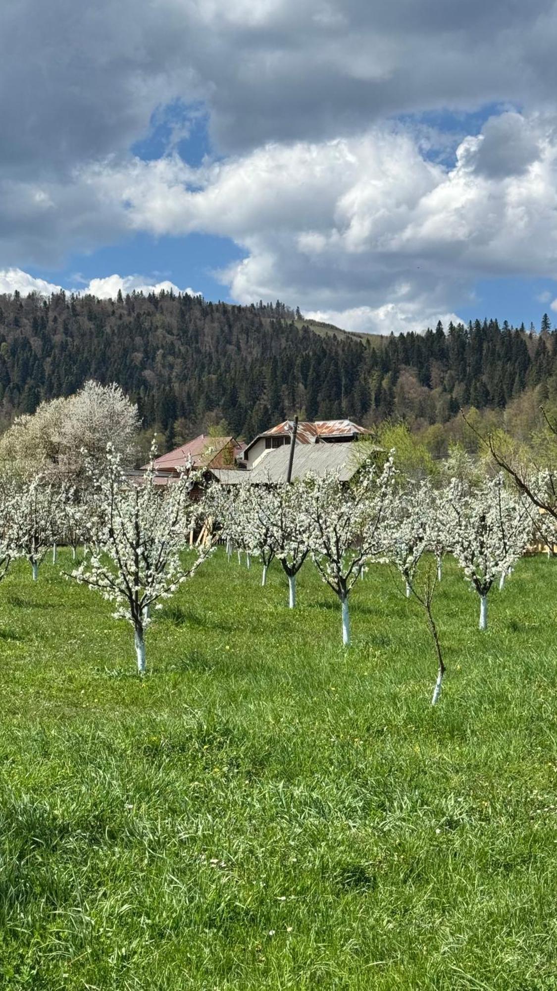 Moonlake Chalet Gainesti Exterior foto